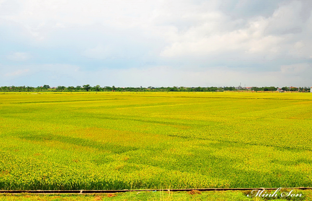 Giới thiệu hình ảnh cánh đồng lúa quê hương tôi - Sách Giải