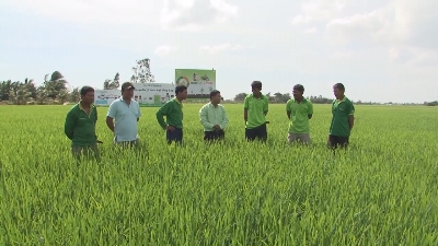 VFC tiếp sức cùng Nông dân Chủ đề Tiền đề giúp lúa có đòng to bông bự 07-12-2015