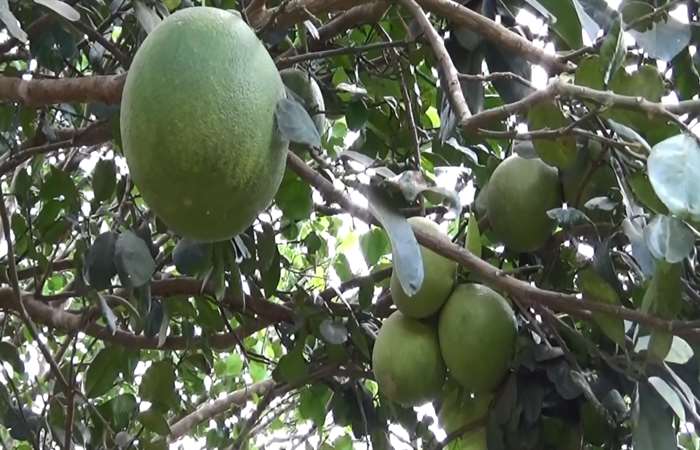 Bưởi sẽ được xuất khẩu sang Hoa Kỳ