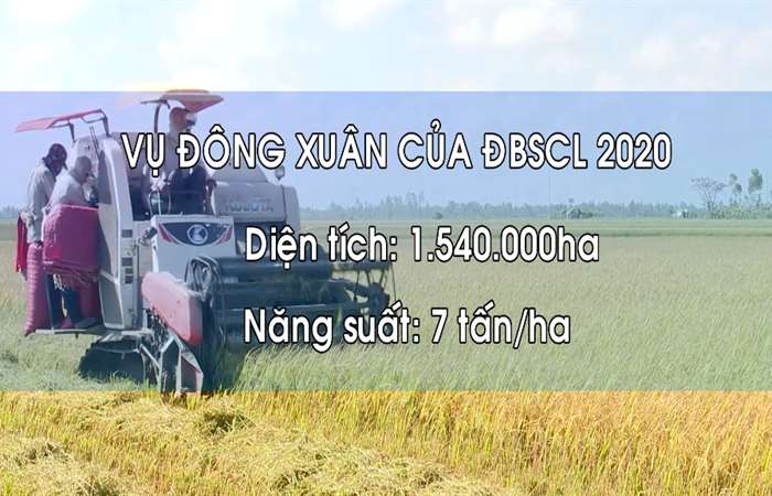 Đồng bằng Sông Cửu Long trúng mùa lúa giữa năm hạn mặn lịch sử