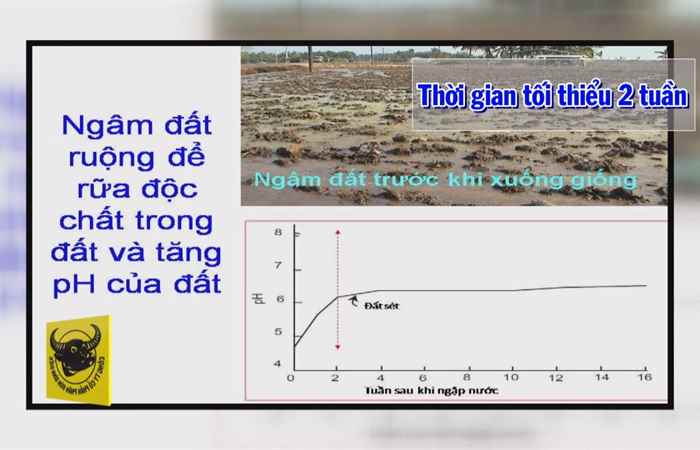 Làm đất trong canh tác lúa (13-04-2021)