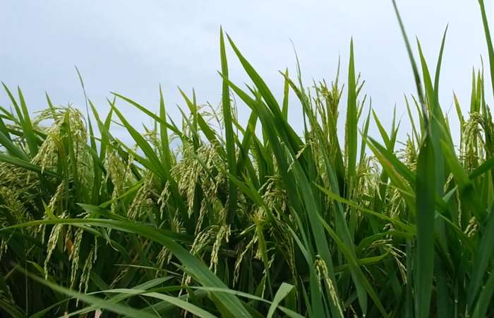Gần 9.000 tỷ đồng hỗ trợ Dự án 1 triệu ha lúa chất lượng cao tại Đồng bằng Sông Cửu Long 