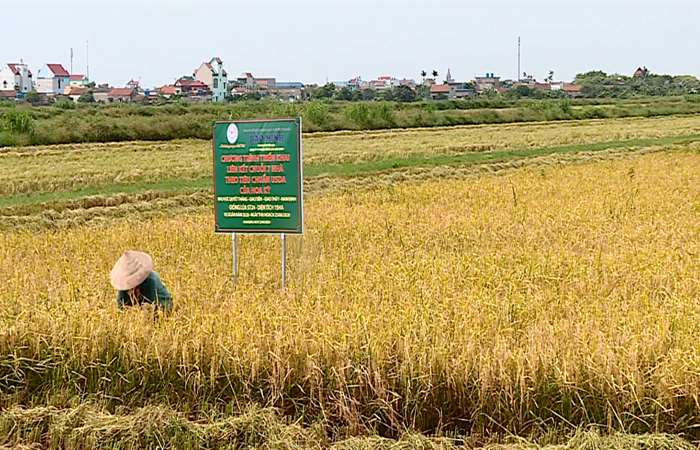 Gạo Việt rộng đường đi châu Âu