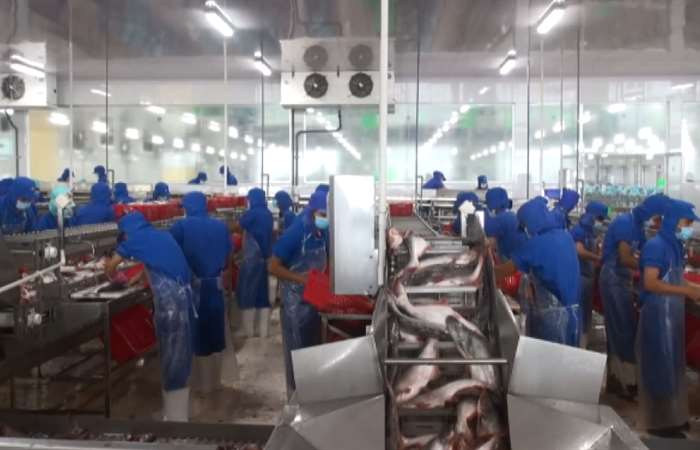 Giá cá tra bất ngờ giảm mạnh