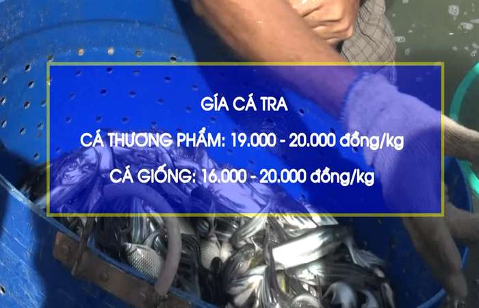 Giá cá tra giảm mức thấp nhất trong 10 năm qua