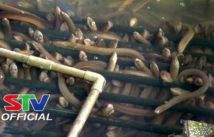 Giá Lươn giảm mạnh - Người nuôi Lươn ở Mỹ Tú gặp khó  