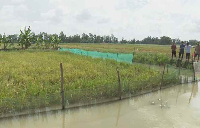 Giải pháp bảo vệ nguồn lợi cá đồng trên ruộng lúa (25-07-2023)
 