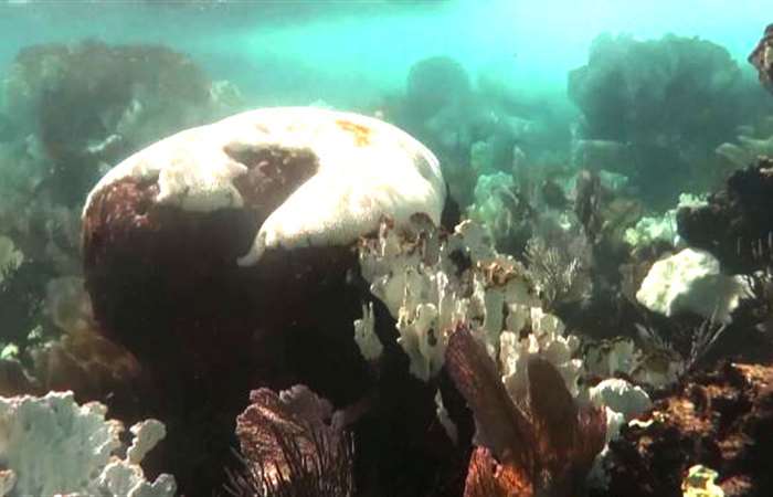 Hơn 60% rạn san hô trên thế giới bị tẩy trắng
