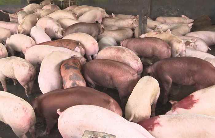 Đảm bảo yêu cầu vệ sinh thú y và an toàn thực phẩm trong kinh doanh sản phẩm thịt động vật (03-01-2023)