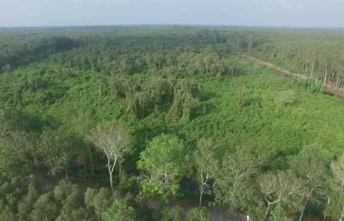Khuyến nông - Sóc Trăng tích cực trồng rừng ứng phó với biến đổi khí hậu (22-09-2020)