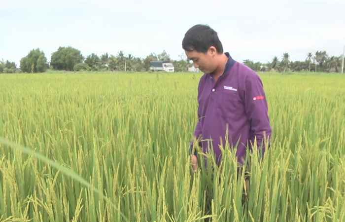 Nichino đồng hành cùng người trồng lúa 01-07-2019