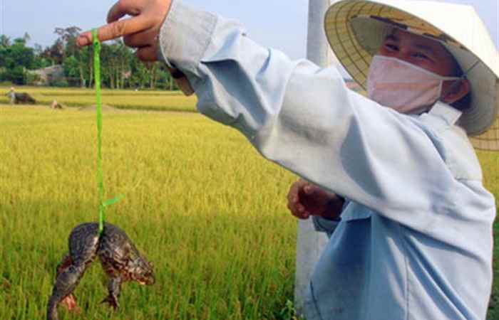 Nôn nao tiếng ếch - Cao Văn Quyền