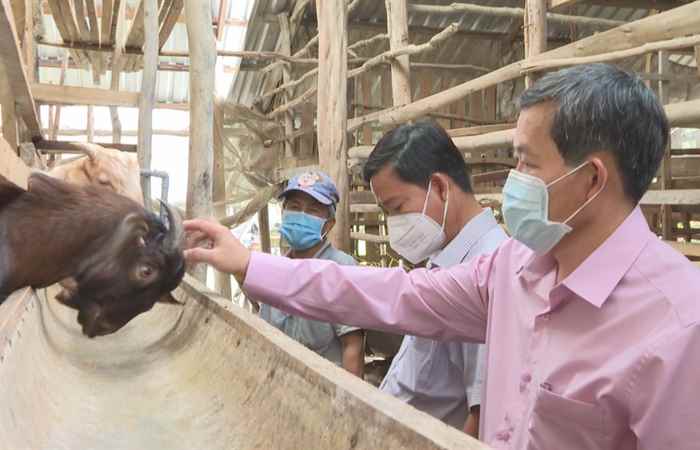 Nông dân Trần Văn Bền nỗ lực phát triển kinh tế gia đình (09-01-2022)