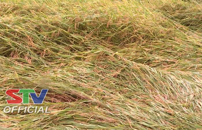 Sóc Trăng có hơn 9.870 ha lúa ở giai đoạn chín sắp thu hoạch bị đổ ngã do bão số 1