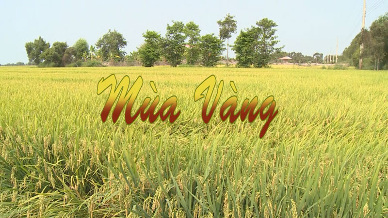 Nét Việt- Mùa vàng 30-06-2016