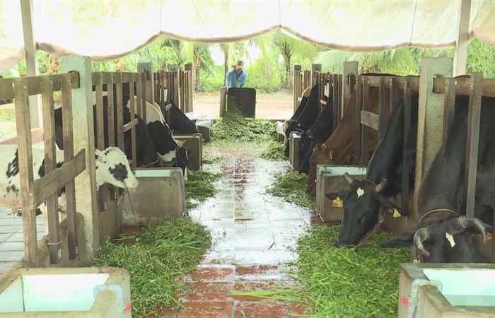 Phóng sự: Công bố Dự án Phát triển chăn nuôi bò trên địa bàn tỉnh Sóc Trăng (28-12-2021)