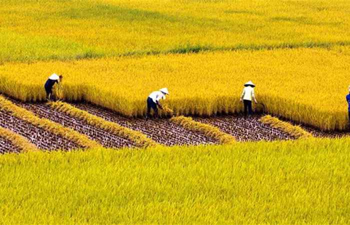 Về ngang mùa gặt - Song Ninh