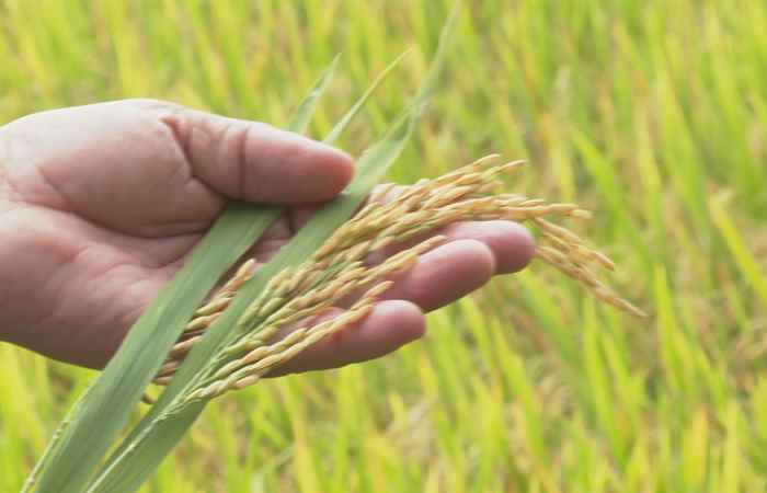 Sử dụng giống lúa cấp xác nhận trong việc cải thiện năng suất và chất lượng lúa thương phẩm (18-04-2023)