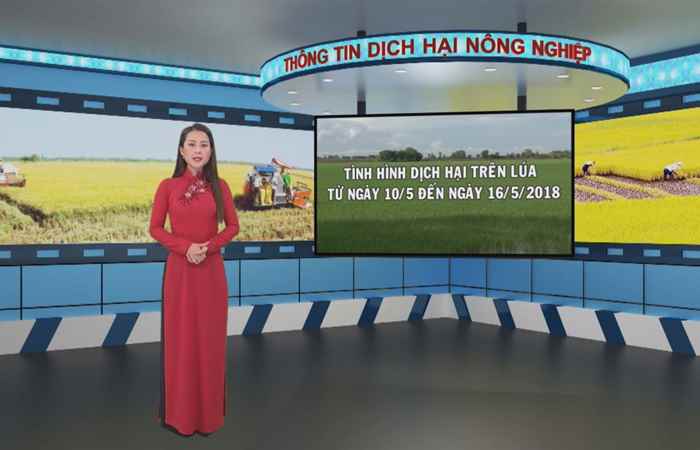 Thông tin dịch hại Nông nghiệp 16-05-2018