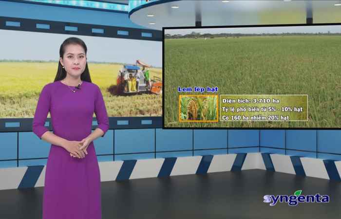 Thông tin dịch hại Nông nghiệp 30-08-2017