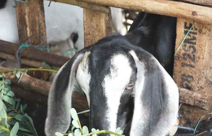 Vĩnh Châu: Hội Nông dân trao tặng Dê giống cho hội viên nghèo   