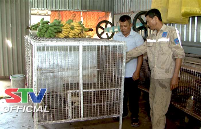 Triển vọng mô hình nuôi Chồn Hương ở Long Phú