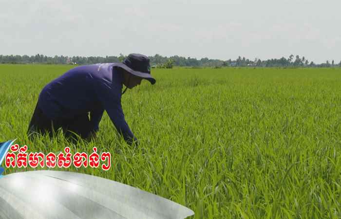 Trợ lực Nhà nông - Tiếng Khmer (12-07-2023)