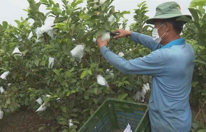  Trợ lực Nhà nông tiếng Khmer (22-12-2021)