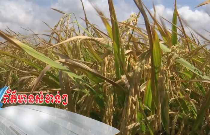 Trợ lực Nhà nông tiếng Khmer (24-03-2021)