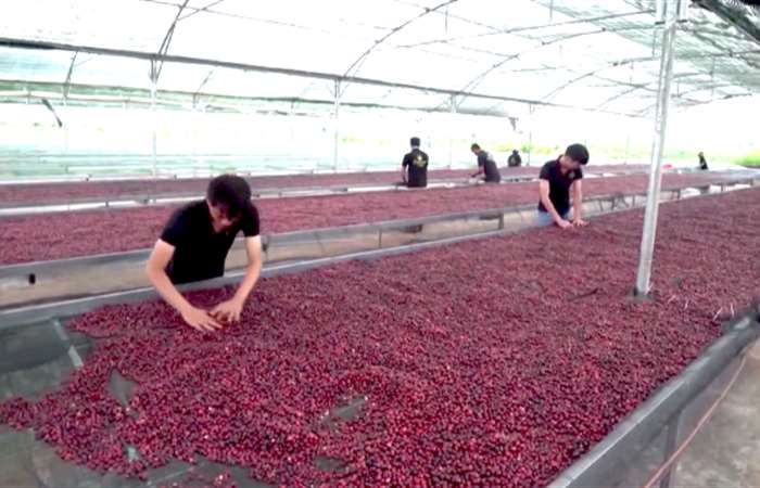 Trung Quốc giảm nhập khẩu cà phê Việt Nam