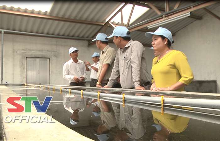 Vĩnh Châu thả nuôi hơn 7.600ha tôm nước lợ