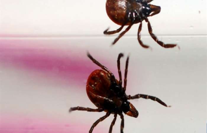 Virus Bunya mới khiến 7 người Trung Quốc tử vong