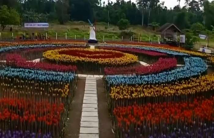 Vườn Tulip bằng vỏ chai nhựa