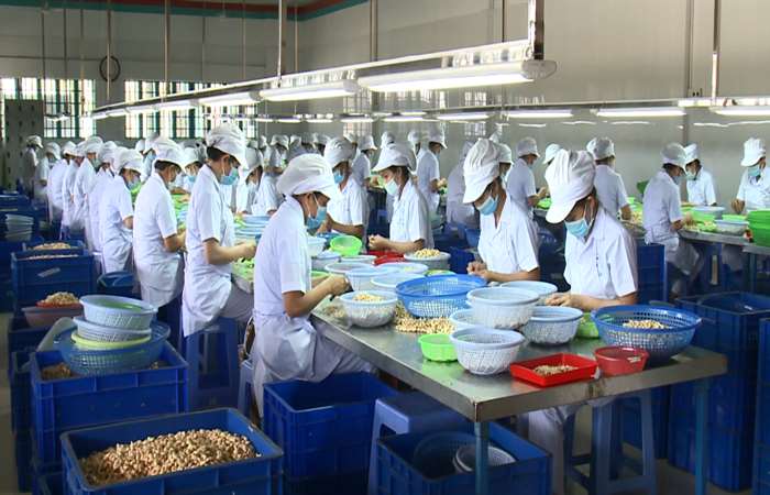 Xuất khẩu điều năm 2020 sẽ giảm lượng, tăng chất