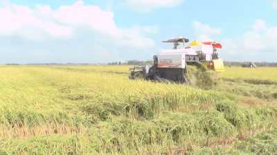 Trang tin địa phương huyện Thạnh Trị 31-01-2016