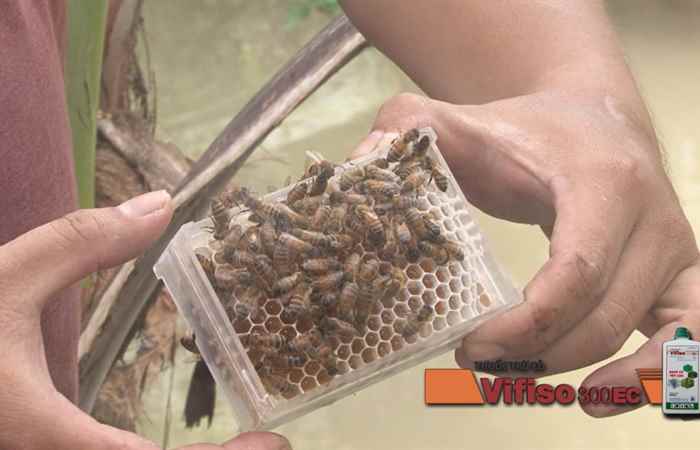 Anh Nguyễn Minh Tùng khởi nghiệp từ mô hình nuôi ong lấy mật 