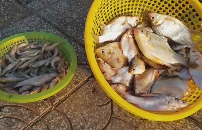 Cá chết bất thường trên sông Maspéro, thành phố Sóc Trăng