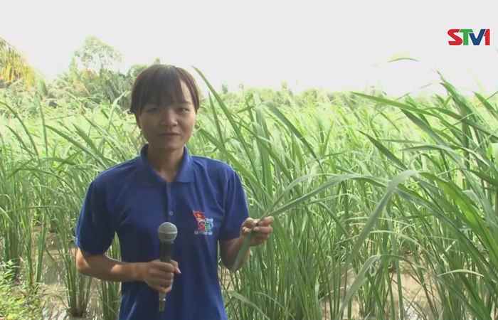 Cây trồng lạ xuất hiện ở Kế Sách