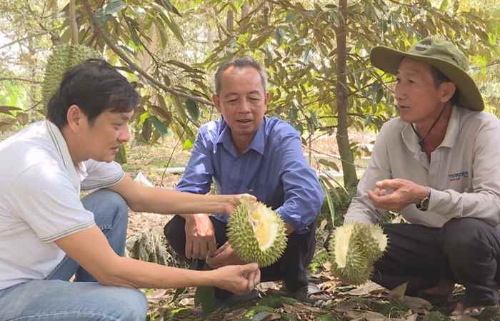 Hành trình khởi nghiệp - Mô hình Tưới “3 trong 1” trên Cây sầu riêng (23-03-2020)