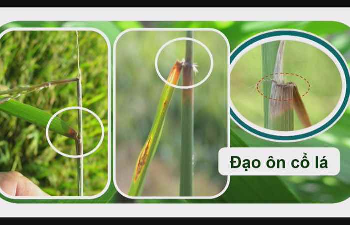 Chương trình tọa đàm Chăm sóc lúa trổ rộ trổ sáng 09-08-2018