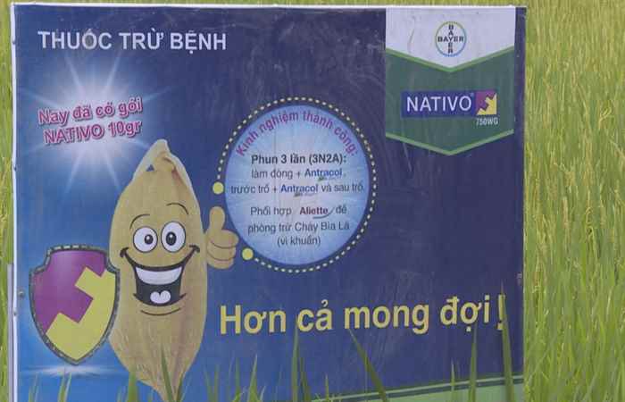 Chương trình tọa đàm - Quản lý dịch hại vụ lúa hè thu theo quy trình Much more rice (16-07-2020)