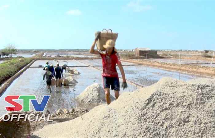 Diêm dân Vĩnh Châu vào vụ thu hoạch muối