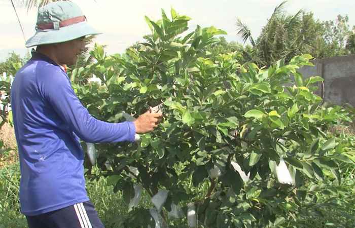 Điển hình tiên tiến - Nông dân Huỳnh Việt Trung phát triển vườn ổi cho hiệu quả kinh tế cao 06-06-2017