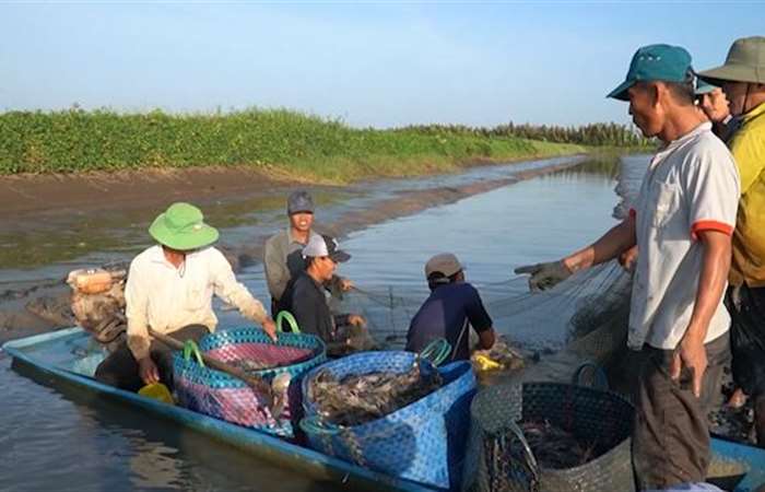 Giá tôm nguyên liệu ở miền Tây tăng mạnh