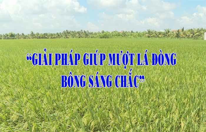 Giải pháp giúp mượt lá đòng bông sáng chắc (16-12-2024)