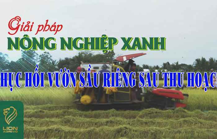 Giải pháp nông nghiệp xanh, phục hồi vườn Sầu Riêng sau thu hoạch (17-06-2024)