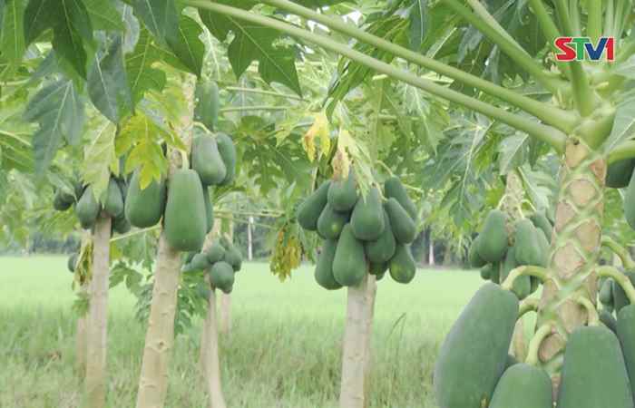 Hiệu quả mô hình trồng đu đủ Hồng Phi F1 ở thị trấn Đại Ngãi