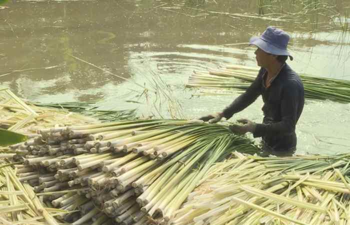 Ký sự Cây bồn bồ trên vùng đất trũng phèn Mỹ Tú 10-05-2019