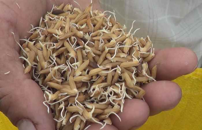 Mỹ Xuyên hỗ trợ trên 86 tấn lúa giống cho nông dân