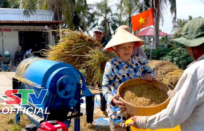 Mỹ Xuyên: Nông dân bắt đầu thu hoạch Lúa trên nền Tôm 